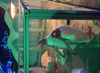 Penguins (2).jpeg