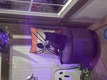 BP Cat Display - Frankie and Casper (2).jpeg