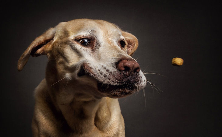 Dog catching food