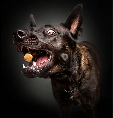 Dog with food