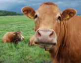 Beef - You Are What Your Meat Eats