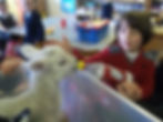 Feeding the lambs