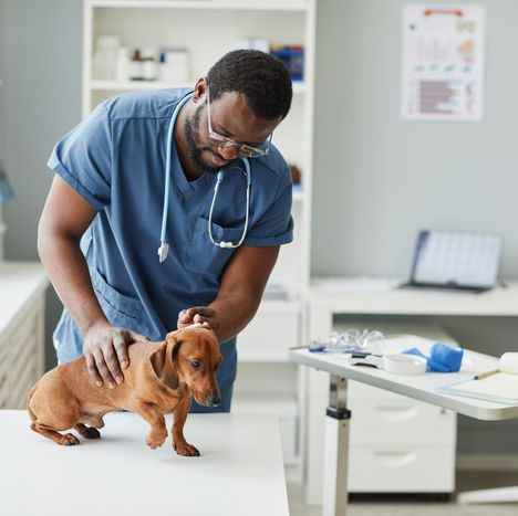 A MYSTERY FATAL DOG ILLNESS IS SPREADING—COULD YOUR PET BE AT RISK?