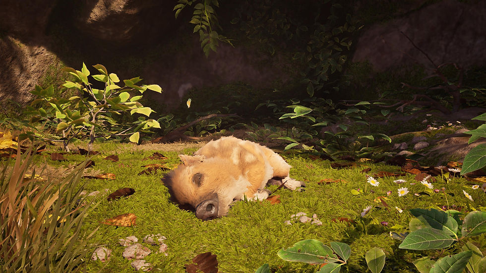 Adorable Adventures