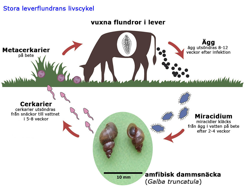 Fasciola hepatica life cycle SVENSKA