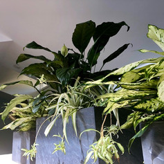 image1 (2).jpeg