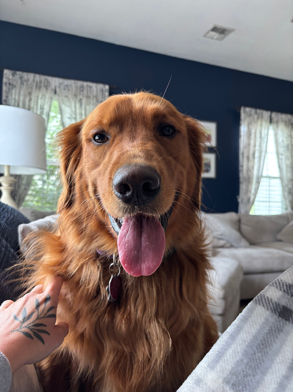 Happy Dog