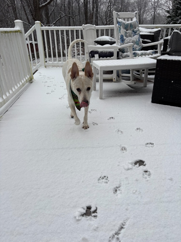 Charlie enjoying the snow