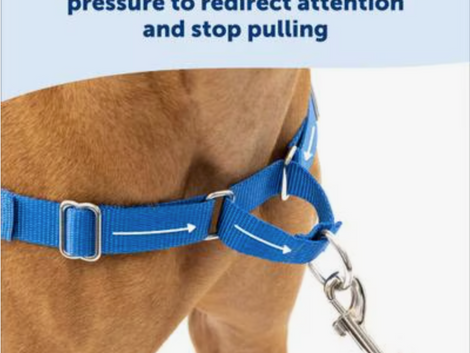 The Ultimate Guide to Walking Your Dog Without the Tug-of-War