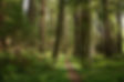 AveOfGiantsRedwoods.jpg