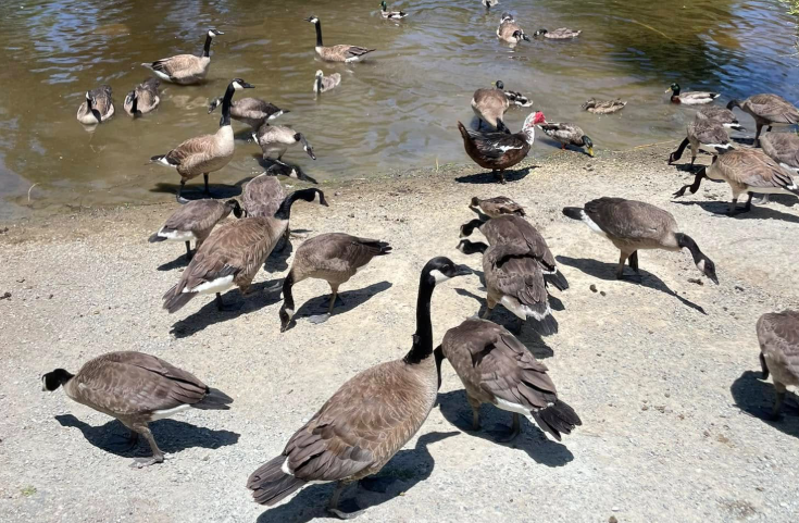 geese.png