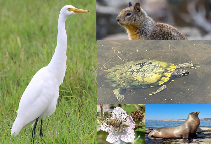 animals.png
