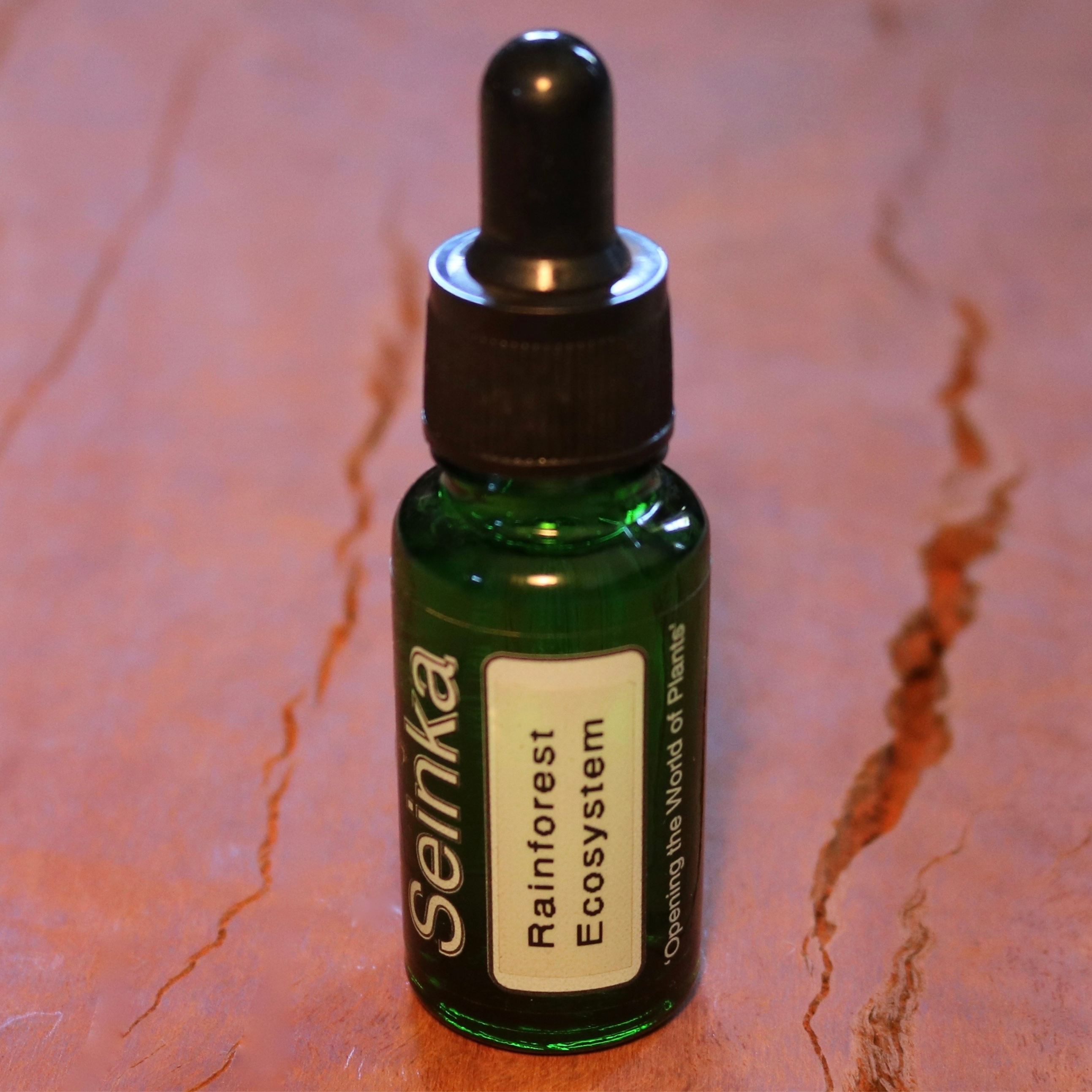 Rainforest Ecosystem