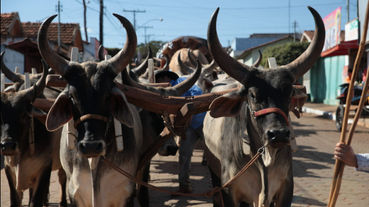 O Som da Fé: A Tradição dos Carros de Boi em Goiás