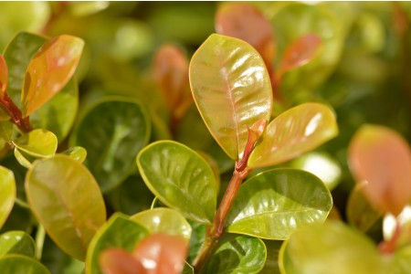 Thumbnail: Syzygium australe - 'Bush Cherry' Lilly Pilly