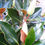 Thumbnail: Magnolia grandiflora - Exmouth