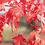 Thumbnail: Acer freemanii - Autumn Blaze
