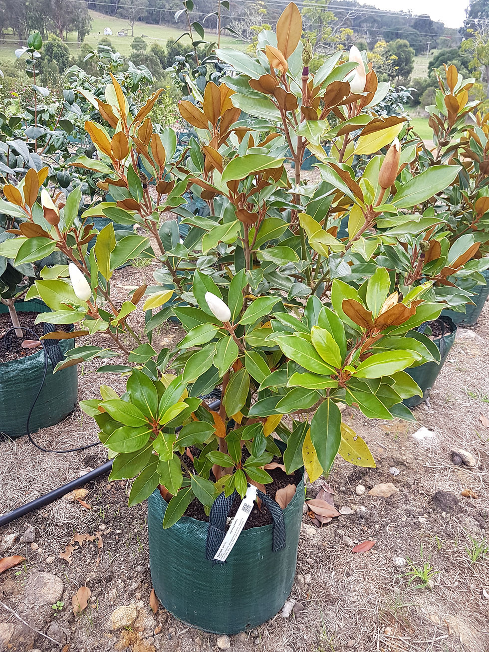 Thumbnail: Magnolia grandiflora - Little Gem