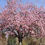 Thumbnail: Prunus serrulata - Pink Perfection