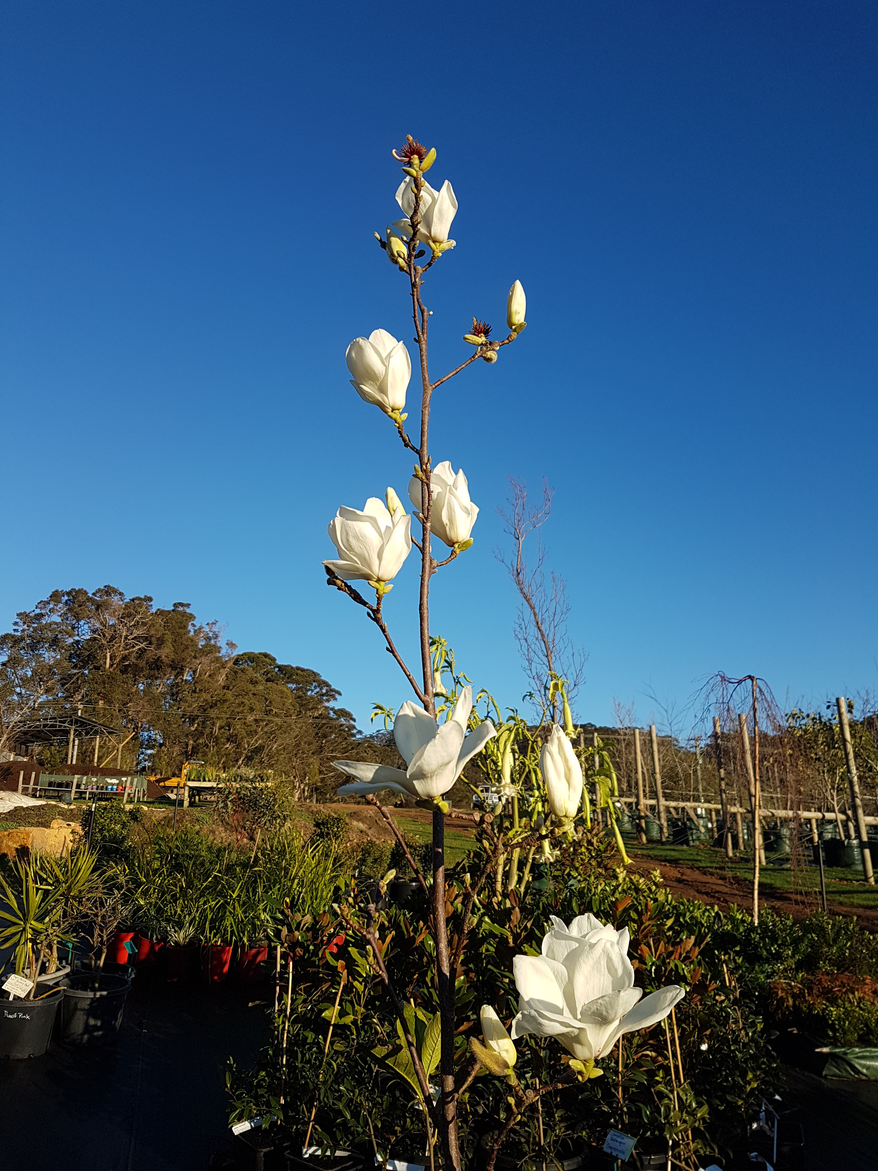 Magnolia denudata - Yulan