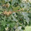 Thumbnail: Quercus macrocarpa - Bur Oak