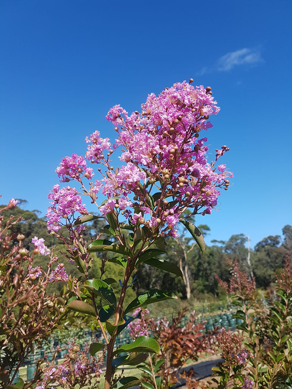 Thumbnail: Lagerstroemia indica - Zuni
