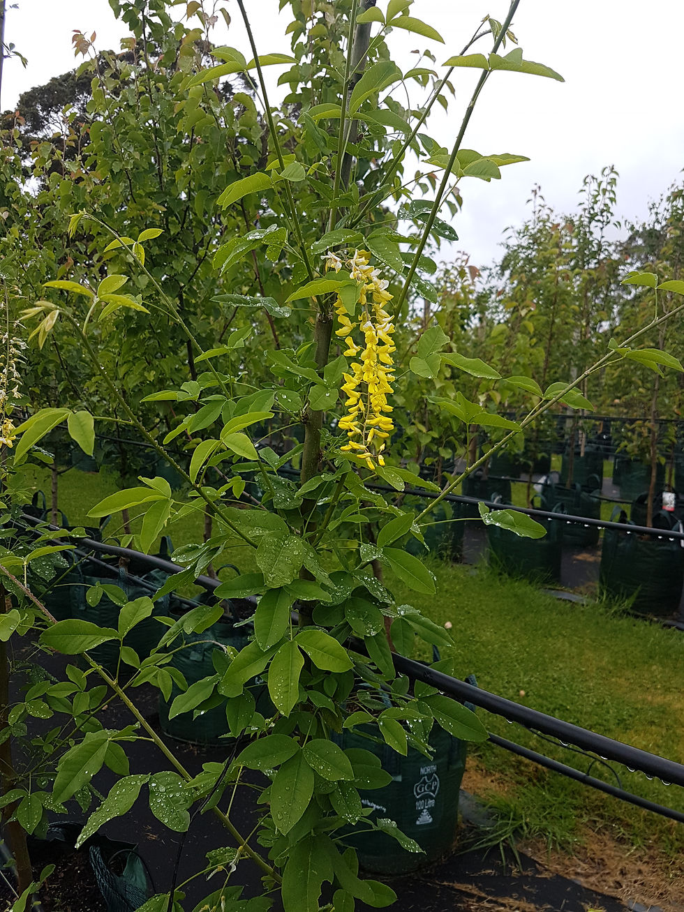 Thumbnail: Laburnum x watereri 'Vossii' - Golden Chain Tree