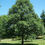 Thumbnail: Quercus bicolor - White Swamp Oak