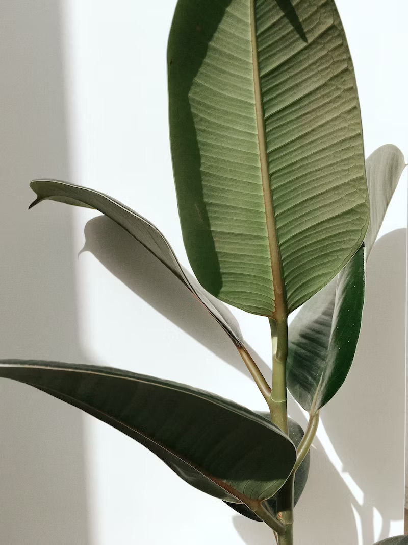 Plant Photography