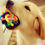 Thumbnail: Pet Dog Puppy Cat Chew Ball Colorful Rubber Squeaky Bell Training Toy