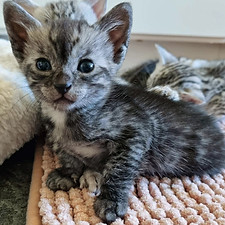 Egyptian Mau Rosie