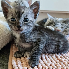 Egyptian Mau Rosie som bebis