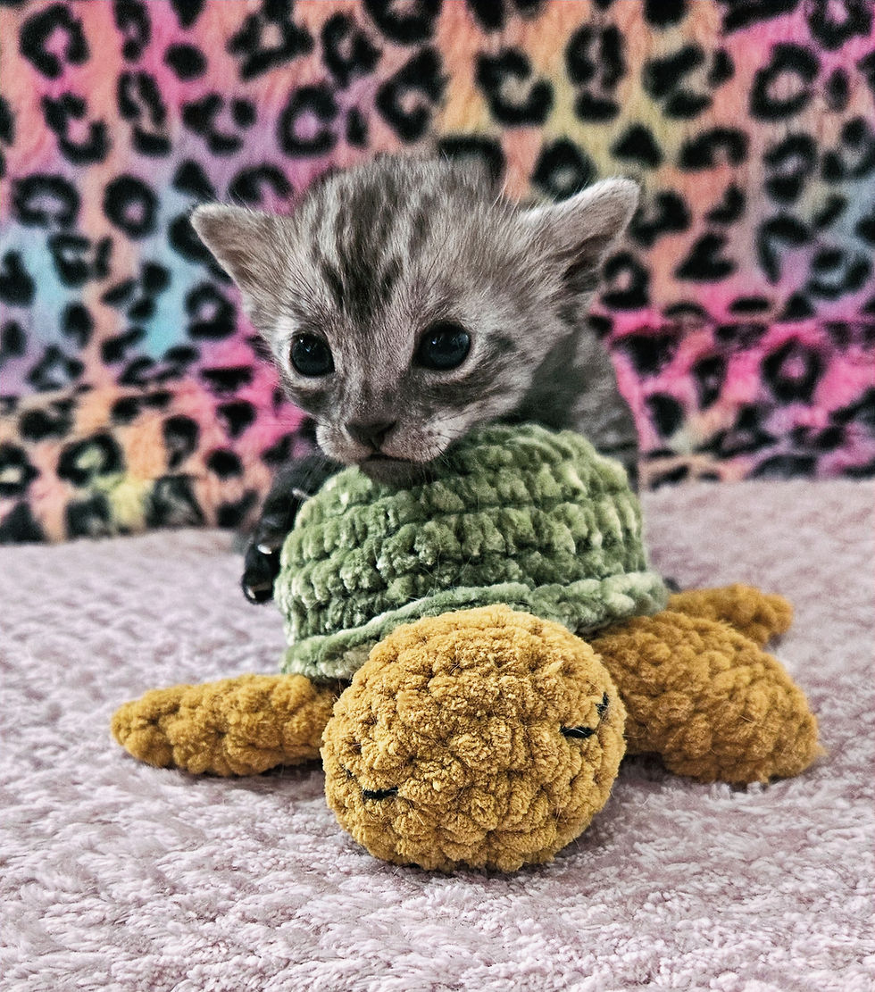 Faedra 4 weeks