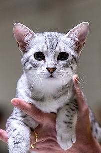 Egyptian Mau cat Daphne posing at a portrait like picture.
