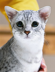 Egyptian Mau cat Rome posing at a portrait like picture.