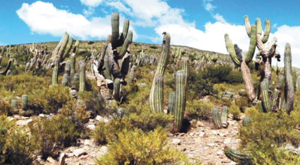 Paisaje-vista-variedad-cactus-especies_L