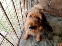 Cozumel Dog Adoptions