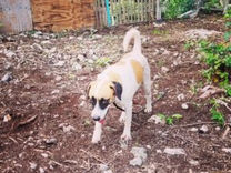 Cozumel Dog Adoptions