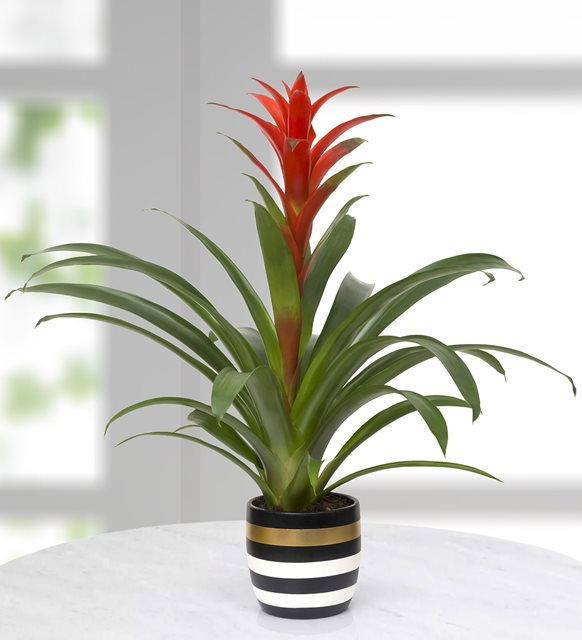 Çizgili Vazoda Guzmania bitkisi