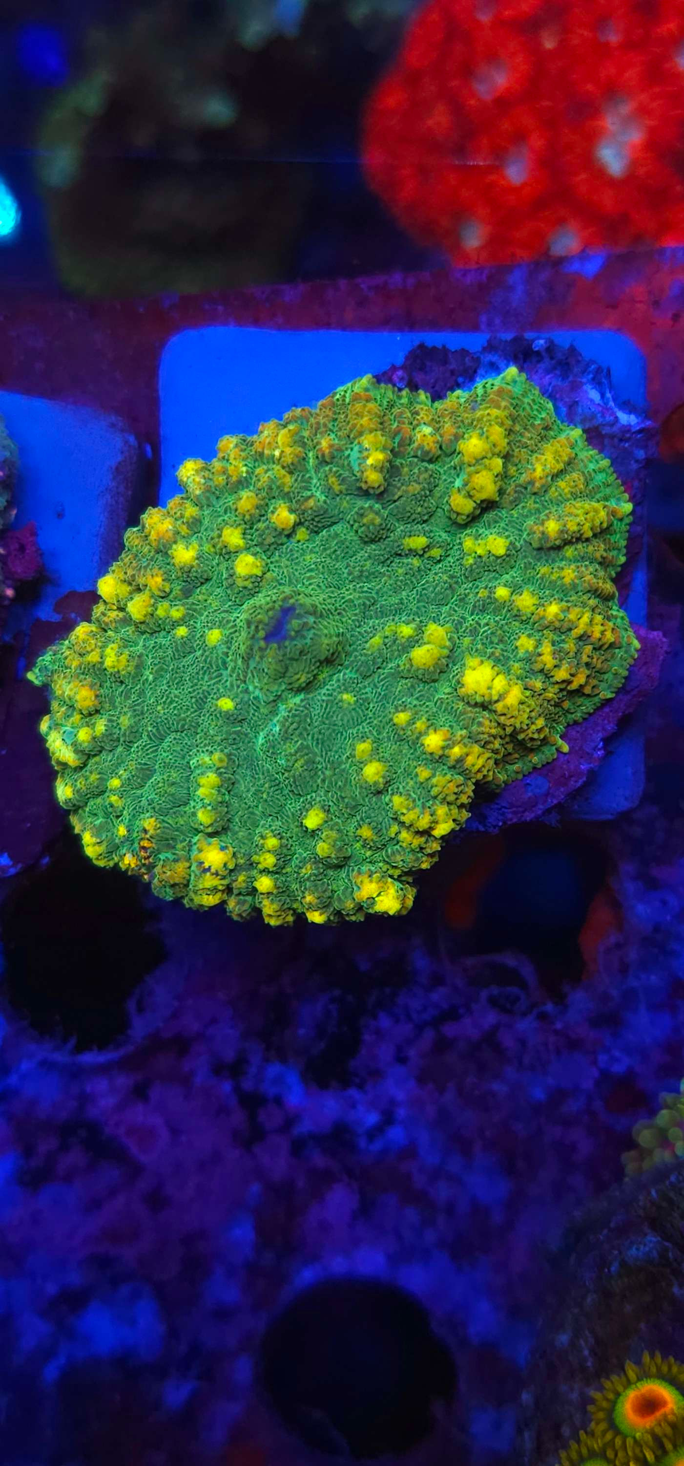 Coral mushroom bounce green yellow 