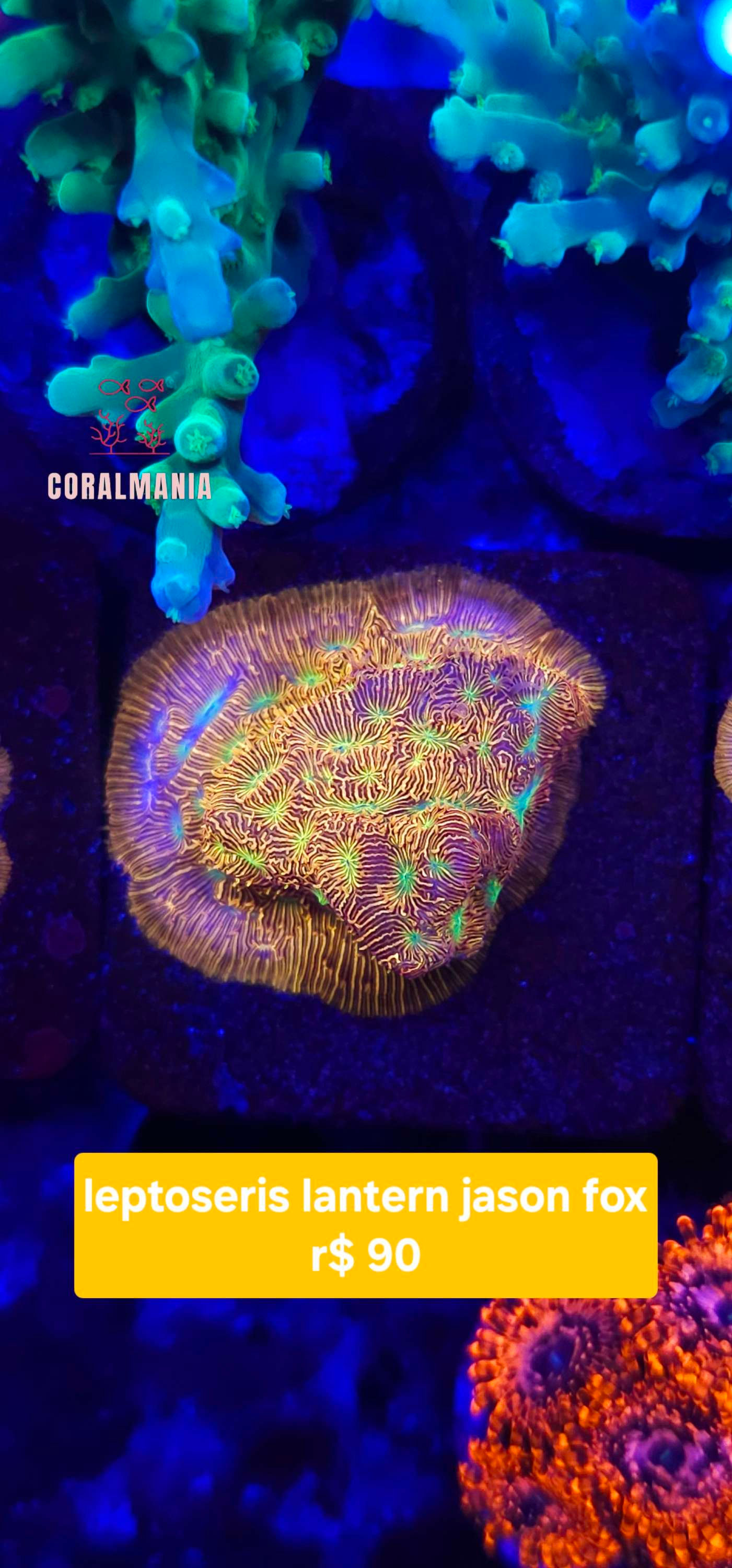 Coral leptoresis lantern jason fox
