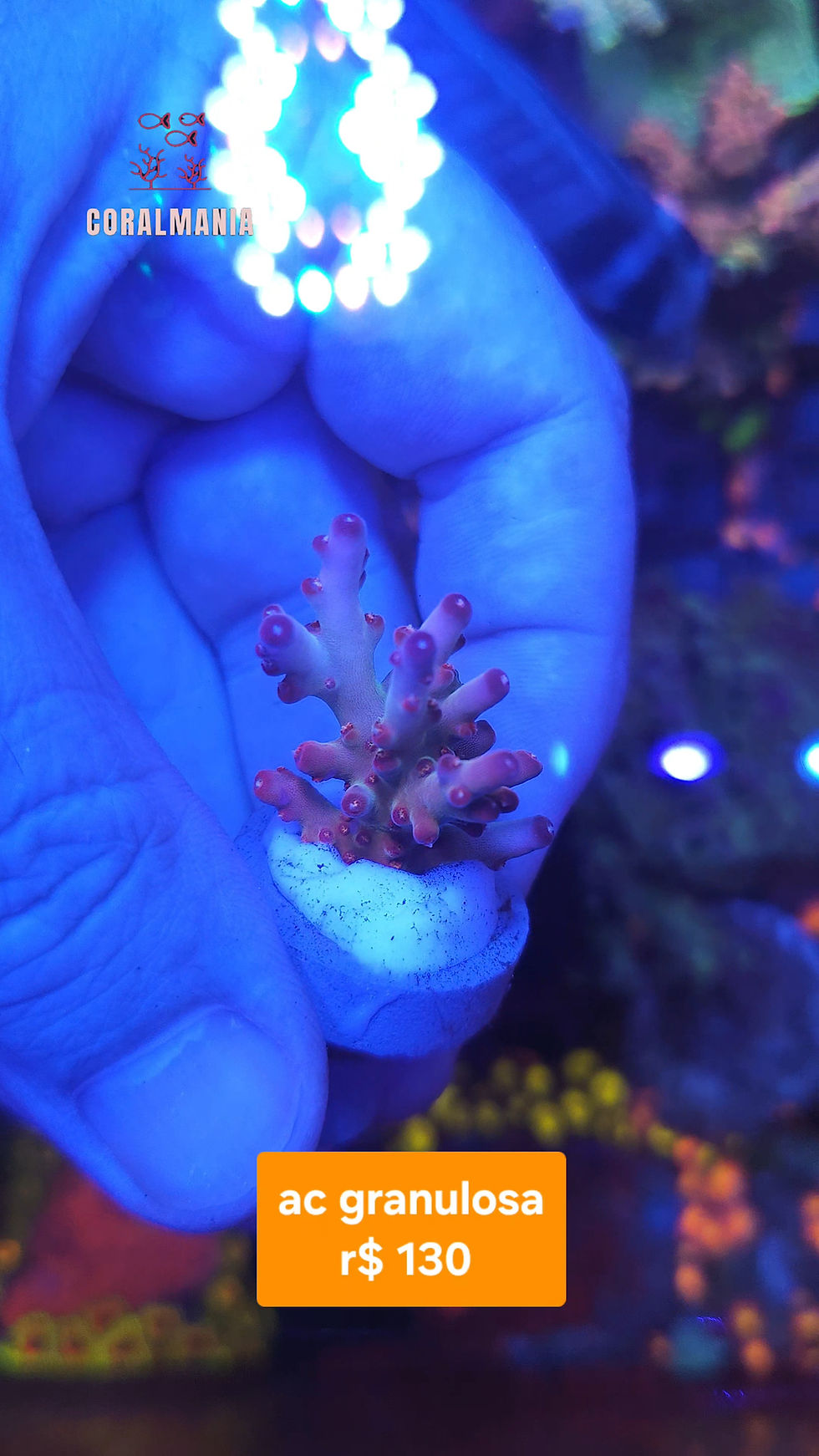 Miniatura: Coral Marinho Acropora granulosa 