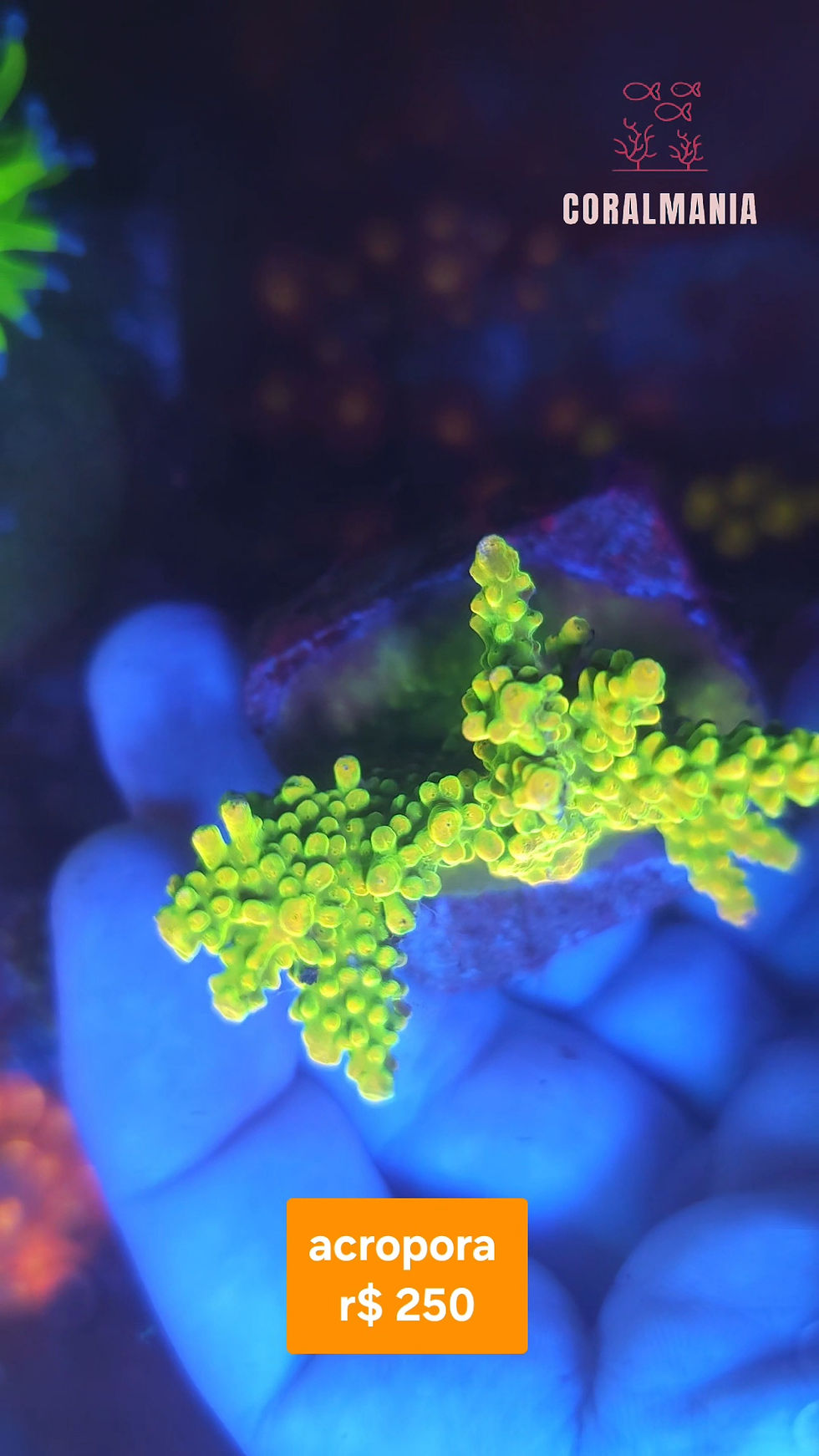 Miniatura: Coral Marinho Acropora