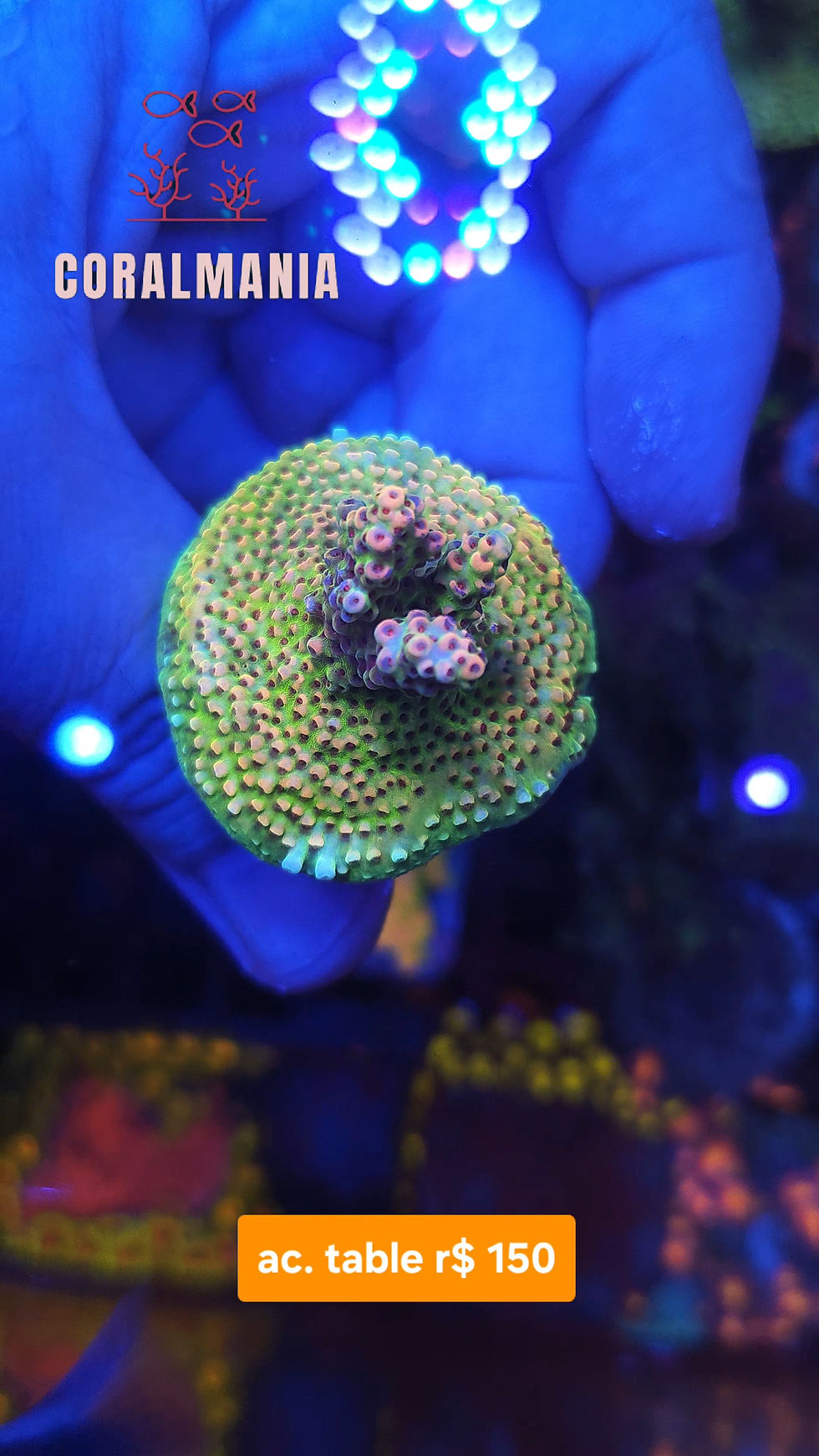 Miniatura: Coral Marinho Acropora table