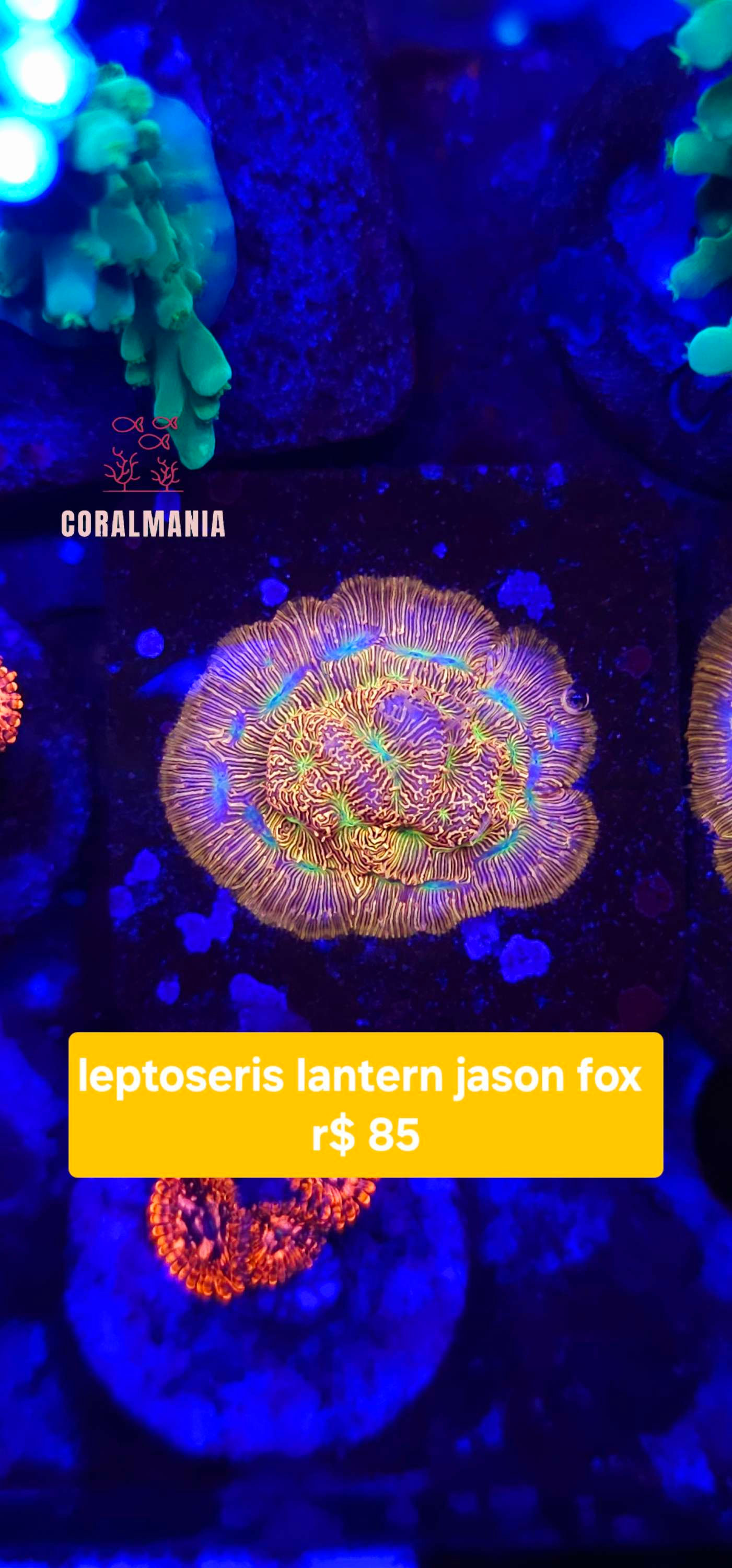 Coral leptoresis lantern jason fox