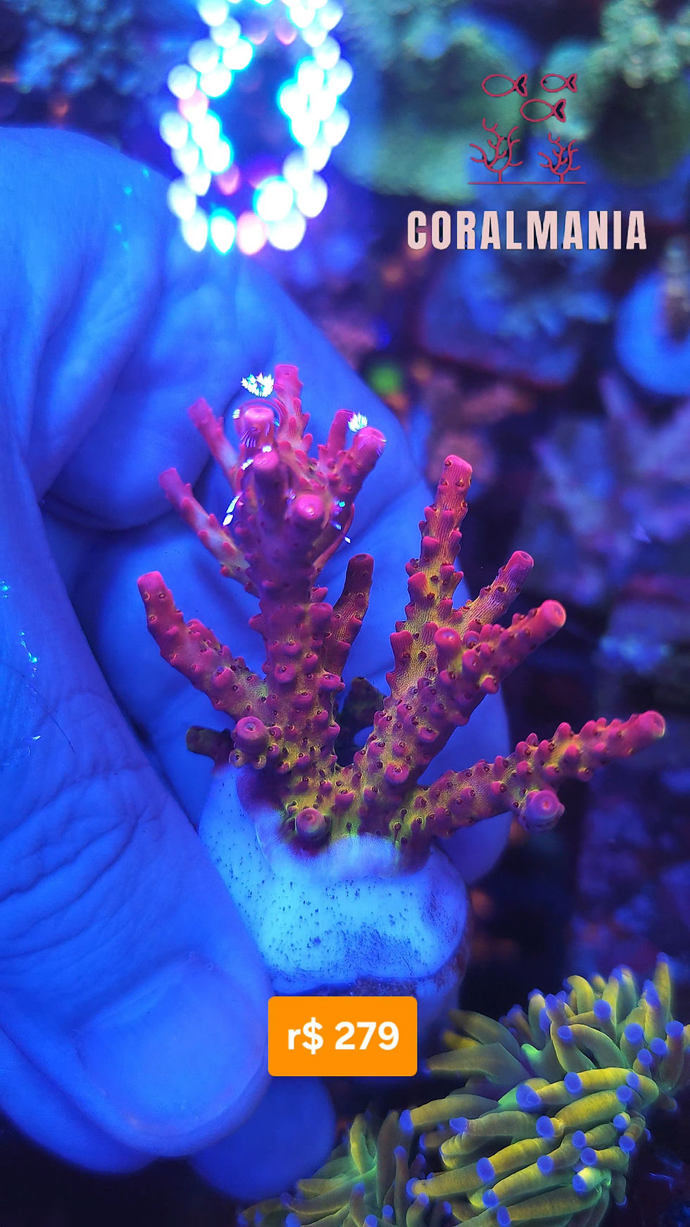 Miniatura: Coral Marinho Acropora rose petals 