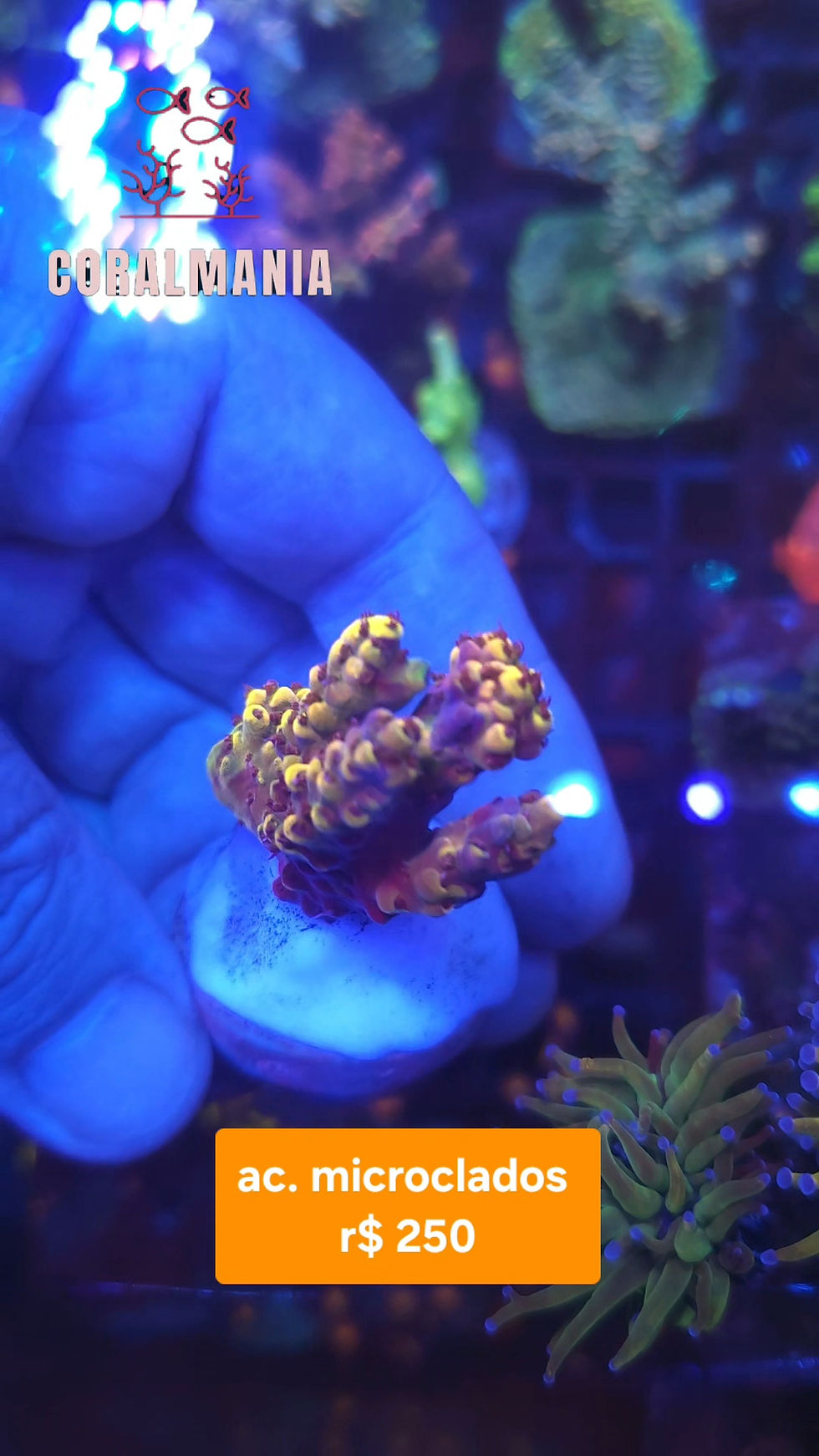 Miniatura: Coral Marinho Acropora microclados