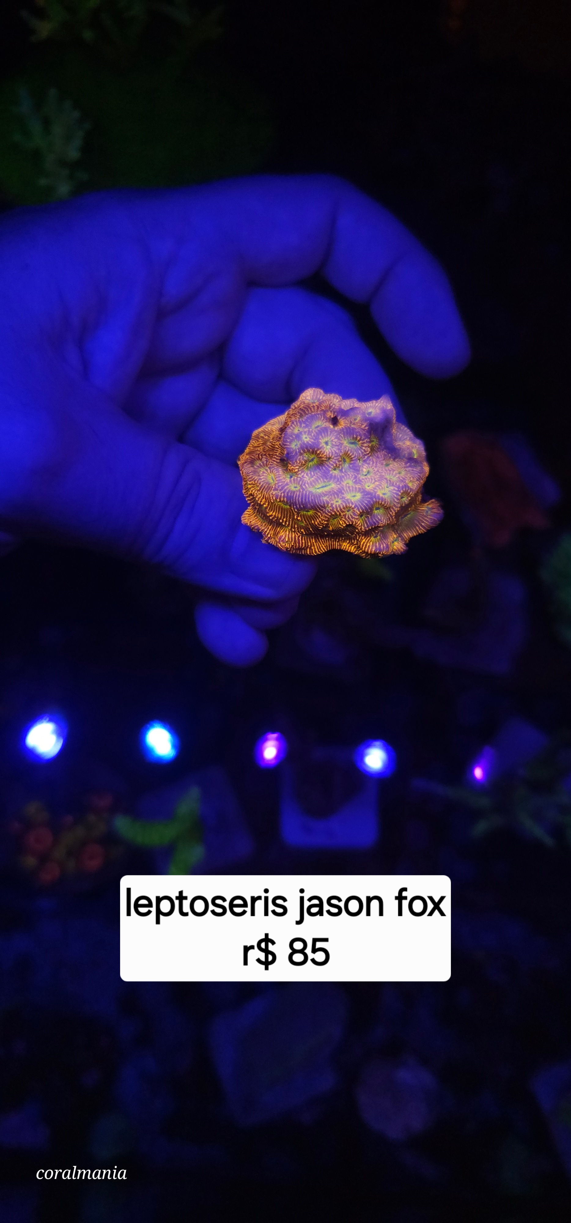 Coral Marinho leptoresis jason fox 4cm