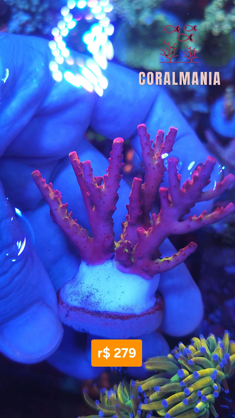 Miniatura: Coral Marinho Acropora rose petals 