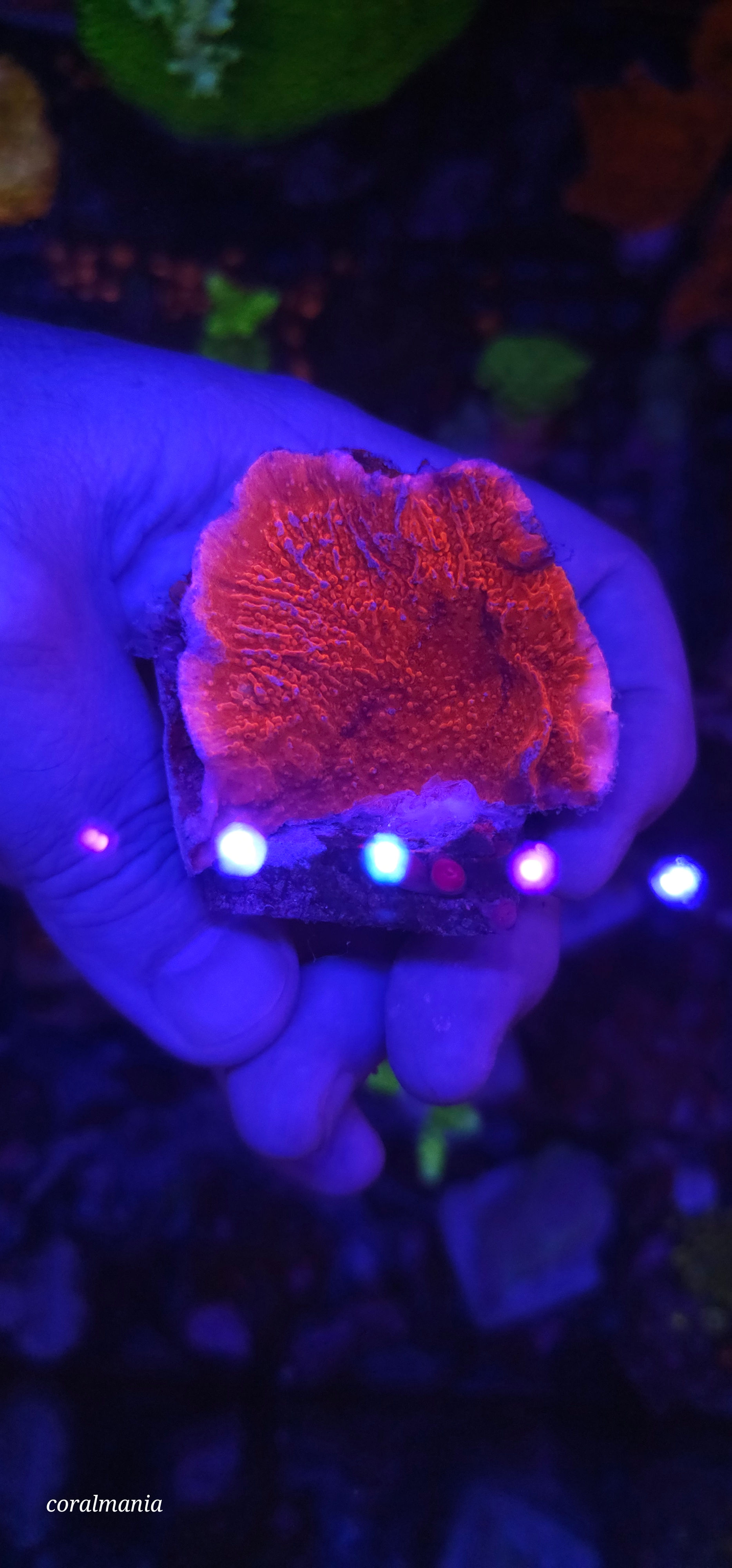 Coral Marinho montipora capricornis red 5cm